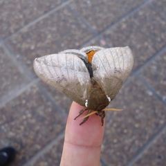 Automeris naranja
