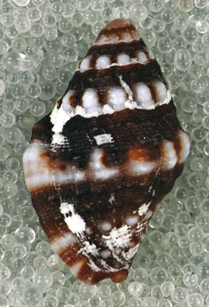 White-spot Engina