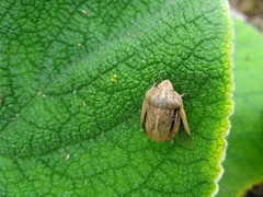 Eurygaster austriaca