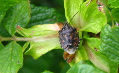 Holcogaster fibulata