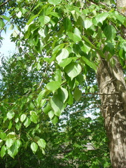 Populus longifolia