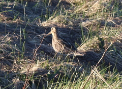 Gallinago magellanica