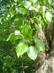 Populus longifolia
