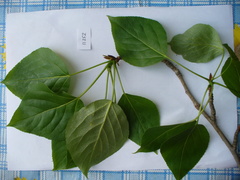 Populus longifolia