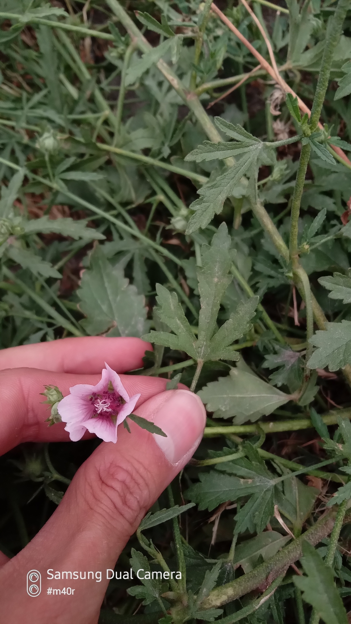 Armenian Marshmallow (Althaea armeniaca)