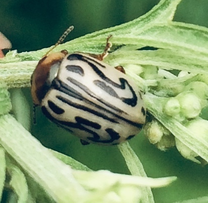 Parthenium beetle