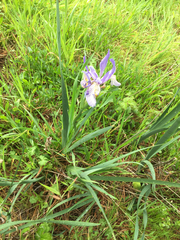 Iris longipetala