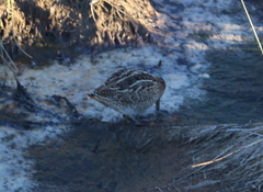 Gallinago magellanica