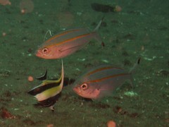 Pterocaesio digramma