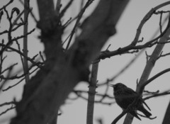 Sturnus vulgaris