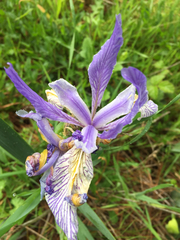 Iris longipetala