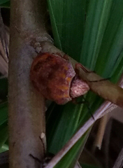 Orsilochides stictica
