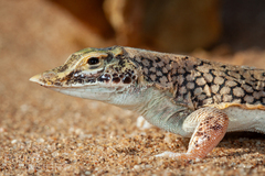 Anchieta's Dune Lizard photo 1