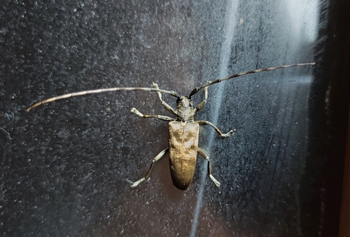 Scymba Insect Photo 309634450, (c) Simba, some rights reserved (CC BY-NC), uploaded ...