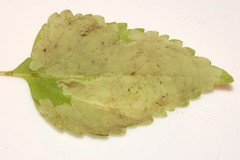 Calycomyza eupatoriphaga