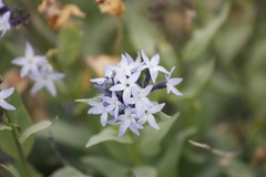 Amsonia jonesii
