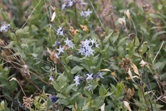 Amsonia jonesii