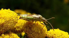 Stictopleurus punctatonervosus