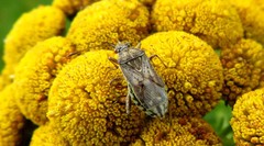 Stictopleurus punctatonervosus