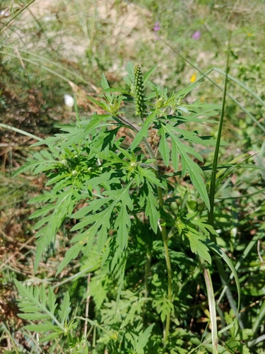 common ragweed
