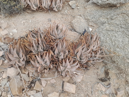Image of Aloe asperifolia by no rights reserved
