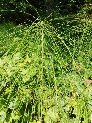 great horsetail