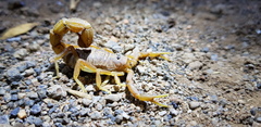 Parabuthus pallidus
