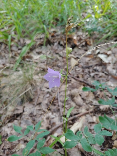 Peach-leaved Bellflower