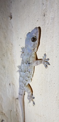 Hemidactylus platycephalus