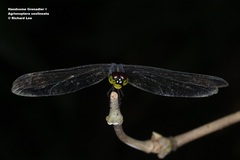 Agrionoptera sexlineata