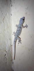 Hemidactylus platycephalus