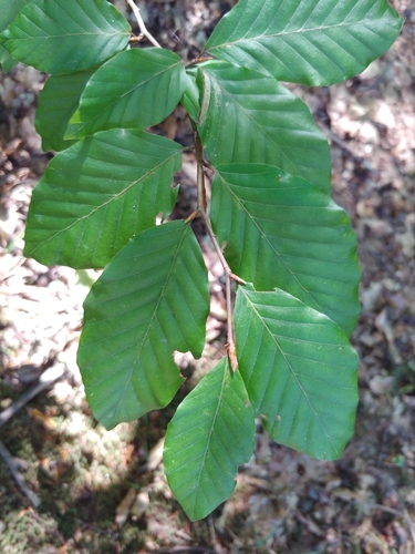 European beech