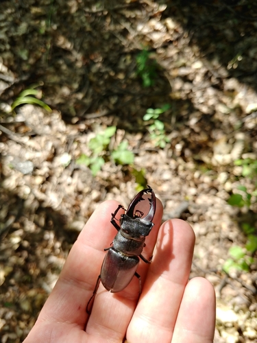 European Stag Beetle