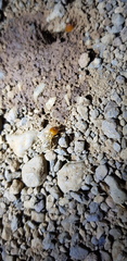 Macrotermes
