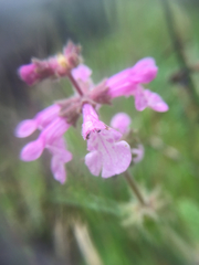Stachys ajugoides