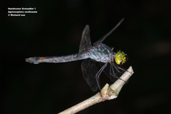 Agrionoptera sexlineata