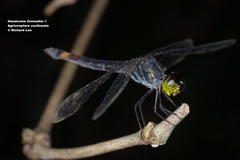 Agrionoptera sexlineata