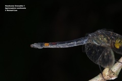 Agrionoptera sexlineata