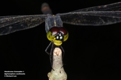 Agrionoptera sexlineata