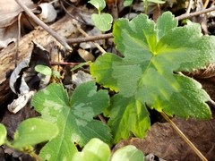 Hydrophyllum virginianum