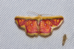 Leptostales vitticostata