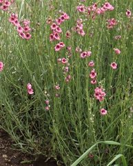 Diascia integerrima