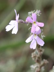 Jamesbrittenia pristisepala