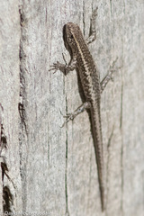 Cryptoblepharus pannosus