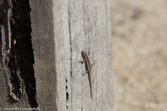 Cryptoblepharus pannosus