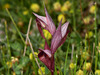 Eastern Tongue Orchid - Photo (c) Paolo Mazzei, some rights reserved (CC BY-NC), uploaded by Paolo Mazzei