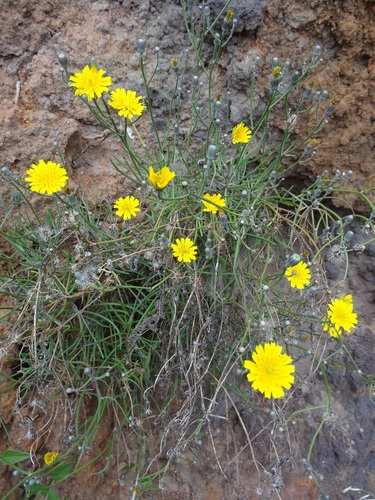 Tolpis succulenta