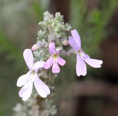Jamesbrittenia pristisepala
