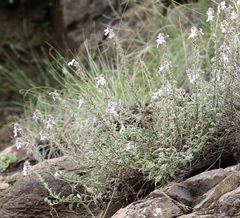 Jamesbrittenia pristisepala