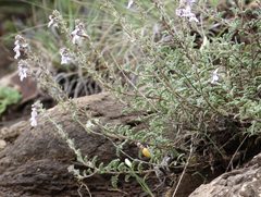 Jamesbrittenia pristisepala